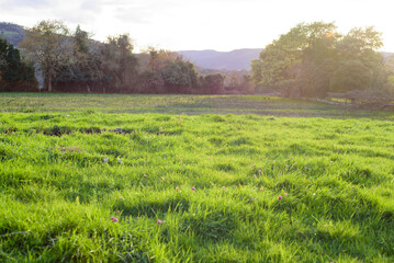 Pradera de hierba verde en invierno en Asturias al atardecer