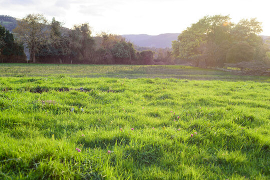 Pradera de hierba verde en invierno en Asturias al atardecer