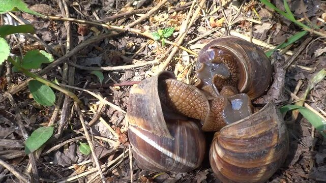 Three medium-sized grape snails with brown shells copulate in the forest floor in the summer close-up