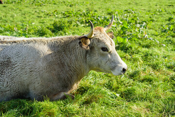 Vaca blanca tumbada en pradera verde
