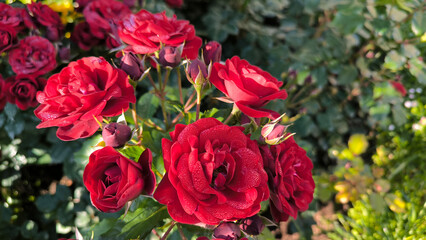 blooming red roses in the garden