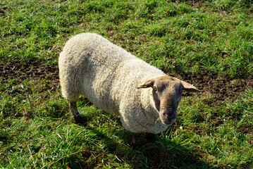 Oveja mirando a cámara