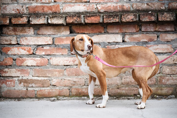 Scared yellow rescued dog on the pink leash on his first walk on the city street