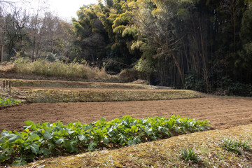 日本の森の中のキャベツ畑