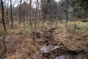 日本の森の中の湿地帯