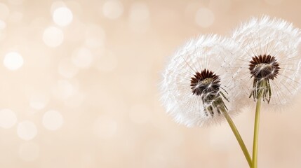  two dandelion seeds blowing in the wind on a beige background The flowers are white and brown in color, and the background is slightly blurred, giving the image a