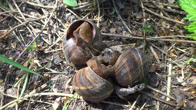 Three medium-sized grape snails with brown shells copulate in the forest floor in the summer close-up