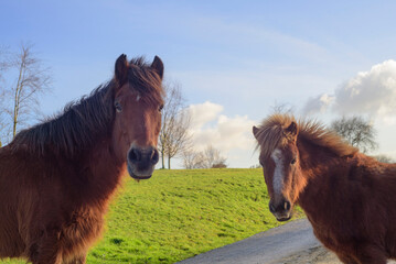 Caballo y poni marrones mirando a c&aacute;mara 