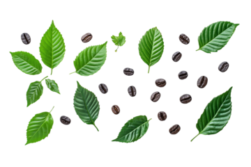 Coffee Bean & Leaves Pattern: A visually appealing, organic pattern featuring scattered coffee beans and vibrant green coffee leaves arranged in a balanced and aesthetically pleasing composition.