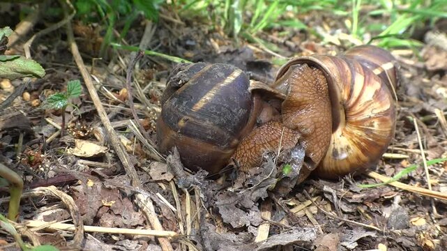 Three medium-sized grape snails with brown shells copulate in the forest floor in the summer close-up
