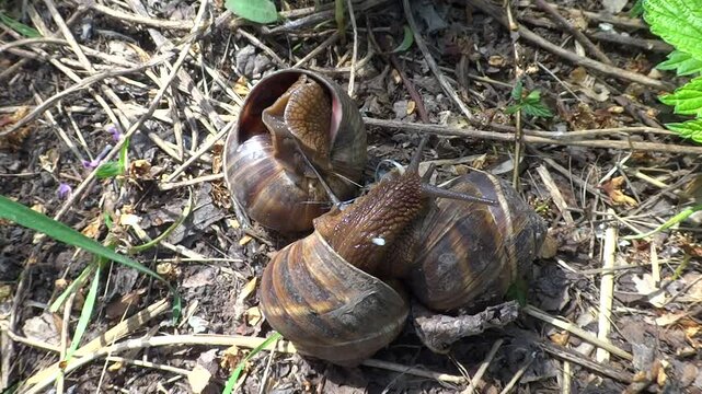 Three medium-sized grape snails with brown shells copulate in the forest floor in the summer close-up