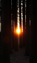 Sunset through forest trees, nature background, peaceful scene, ideal for wallpaper