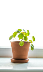 Chinese Money Plant in a pot. Pilea Peperomiodes on a window seal. Indoor plants concept.