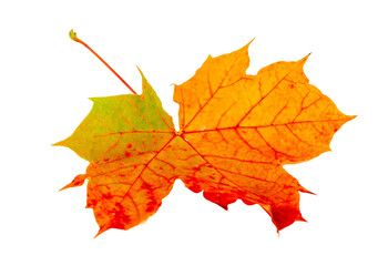 colorful maple leaf isolated on white