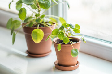Chinese Money Plant in a pot. Pilea Peperomiodes on a window seal. Indoor plants concept.