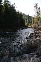 river in the forest