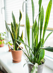 Sansevieria Tricolor Snake Plant indoors.Urban Jungle concept. Home plant.