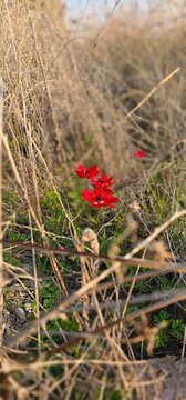 red poppy flower