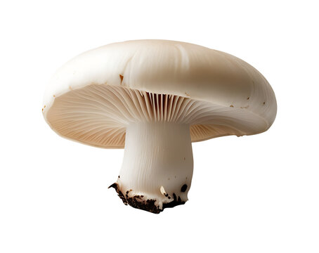 Agaricus bisporus White Button Mushroom &ndash; Isolated High-Quality PNG for Culinary Design