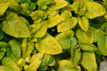 Yellow-leaved lemon balm leaves