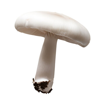 Fresh White Mushroom Isolated on Transparent Background &ndash; High-Quality PNG Clipart