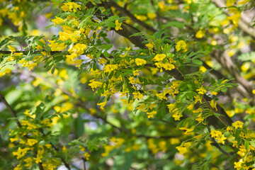 Flowering yellow acacia shrub. Acacia yellow flowers in close-up.