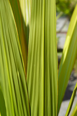 Giant spear lily leaves