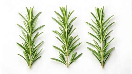 Naklejka premium Fresh Rosemary Sprigs on White Background.