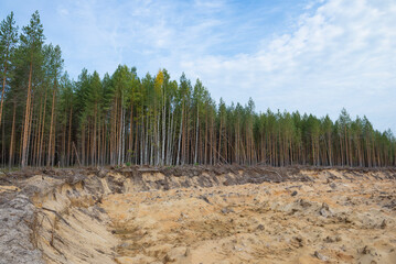 A sand quarry on the site of a destroyed forest. Environment