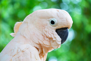 Closeup of a Beautiful Salmon-crested Cockatoo or Moluccan Cockatoo in the Garden