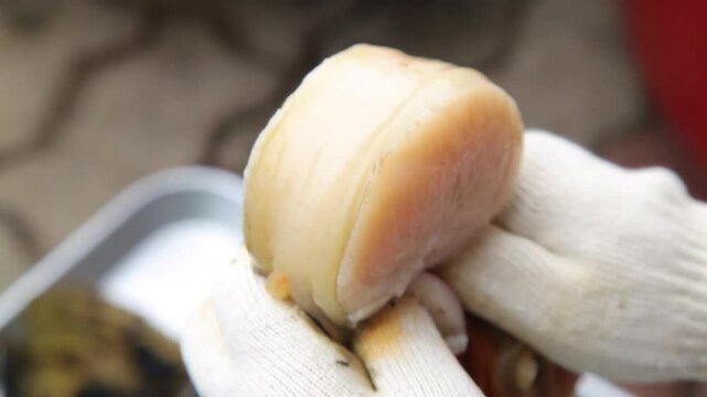 Gloved hands holding a fresh scallop of pen shell