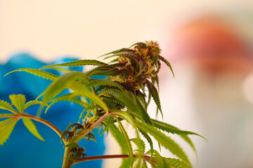 medical cannabis industrial hemp scientific research products