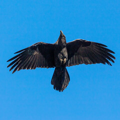 Raven Flying Mid Air Blue Sky
