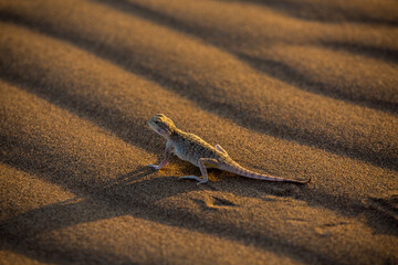 The Altyn-Emel State National Nature Park is a national park in Kazakhstan