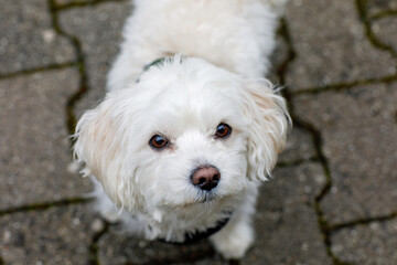 Maltese dog, pet, white puppy in garden. Cute family dog.
