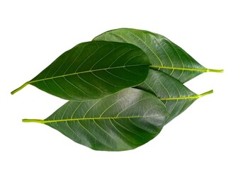 Fototapeta premium Jackfruit leaf isolated on white background