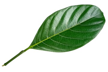 Jackfruit leaf isolated on white background
