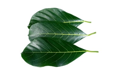 Obraz premium Jackfruit leaf isolated on white background