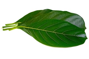 Jackfruit leaf isolated on white background