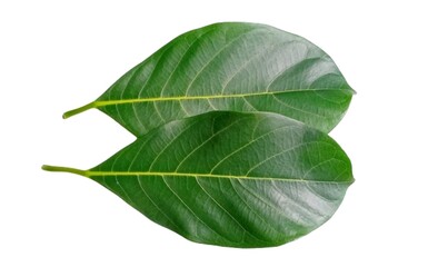 Jackfruit leaf isolated on white background