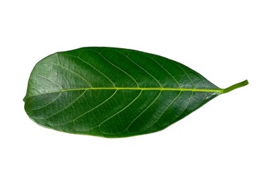 Jackfruit leaf isolated on white background
