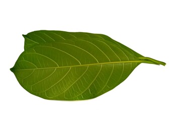 Jackfruit leaf isolated on white background