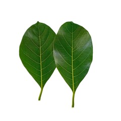 Jackfruit leaf isolated on white background