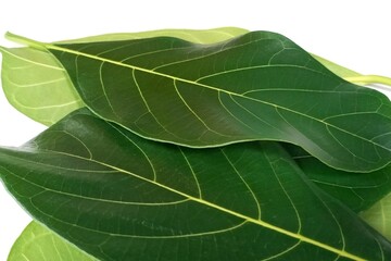 Jackfruit leaf isolated on white background