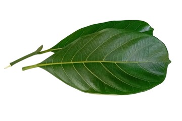 Jackfruit leaf isolated on white background