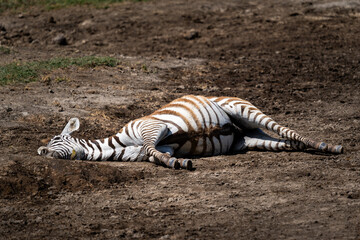 Zebra Resting on Dry Ground in the African Savanna