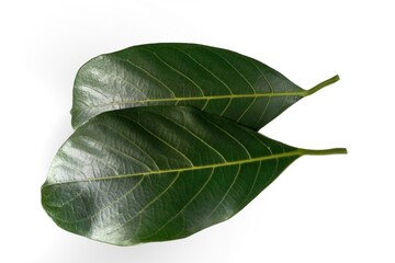 Jackfruit leaf isolated on white background