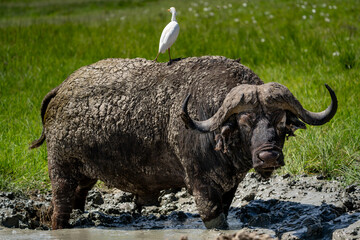 African Buffalo Covered in Mud with Cattle Egret Perched on Its Back