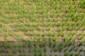 rice plant pattern