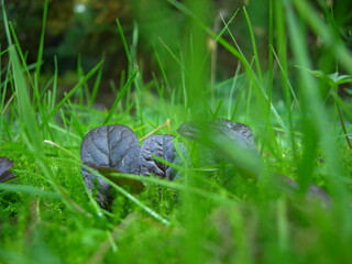  żielono, natura , trawa , liście, mikroświat, nie jak wszyscy  inni © Oksana